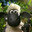 Shaun