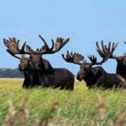 Meese, but like 50 of em