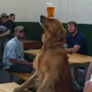 companheiro pitbull do samba