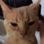 NiKO