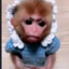 Sharkmonkey