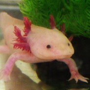 axolotlolol