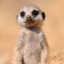 Cute Meerkat