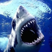 Carcharodon carcharias - steam id 76561197971050576