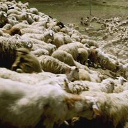 Shepherd of Ol'