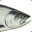 Chinook Salmon