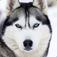 PhantomHusky