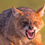 Lonely Coyote
