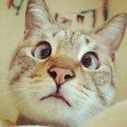 那个猫°