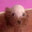 Mekun Tizichi Steam avatar
