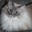 Cat/A7x/