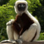 zaboomafoo