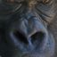 angry_gorilla