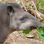 tapir