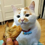 小猫你可以吃香辣鸡翅