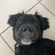 noah avatar