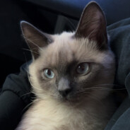 Lowkev NotFound.Tech