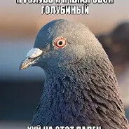 pigeon - steam id 76561198981867461