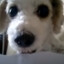 Limon