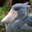 Just a Shoebill