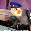 папугайчик:)