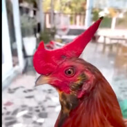 科珍珠鸡𝓜𝓐𝓧