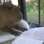 Smart capybara