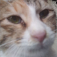 Shpontz