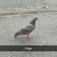 PhyrraΩmega #Shovel