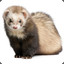 Ferret