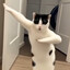 MeowKing