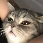 不迷人的小乌鸦