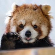 Red Panda #Sweg