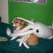 BongBong