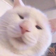 大猩猩喜欢当老八