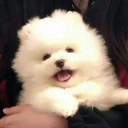 努力成为APEX糕手