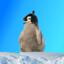 Penguino2