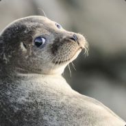 国家一级老司机