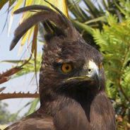 Eaglie