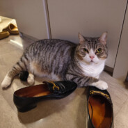 金胖胖到无人能敌