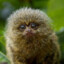 Sagui Possuído