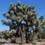 JoshuaTreeInMojave