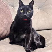 el Gato Logan