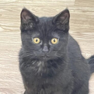 她穿黑丝先杀她