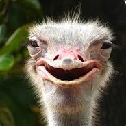 Ostrich