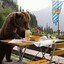 L&#039;ours des tavernes