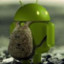 androeed