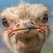 Утканос шпион