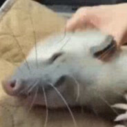 pauzii