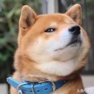 麻豆传媒、富贵